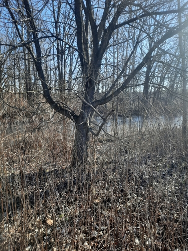 Boxelder (Acer negundo)