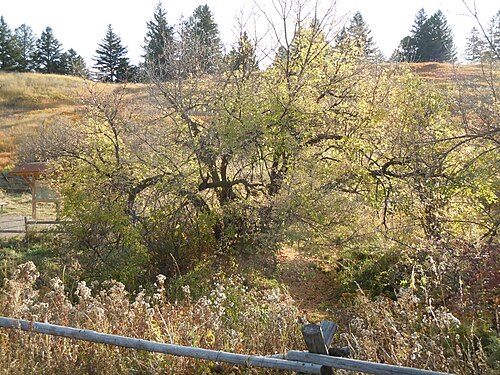Boxelder: The trunks and other primary branches of boxelder are many and often broken and splay outward in various directions.