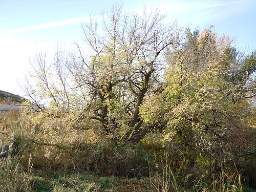 Boxelder: The trunks and other primary branches of boxelder are many and often broken and splay outward in various directions.