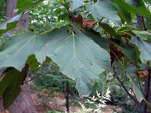 Nippon maple: Location taken: The United States National Arboretum, Washington DC. Names: Acer nipponicum Hara, Nippon Maple, テツカエ Classification: Plantae > Magnoliophyta > M