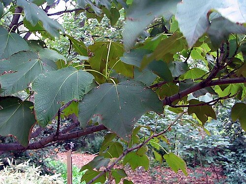 Nippon maple: Location taken: The United States National Arboretum, Washington DC. Names: Acer nipponicum Hara, Nippon Maple, テツカエ Classification: Plantae > Magnoliophyta > M