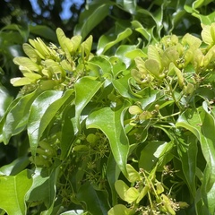 Acer oblongum (Acer oblongum)