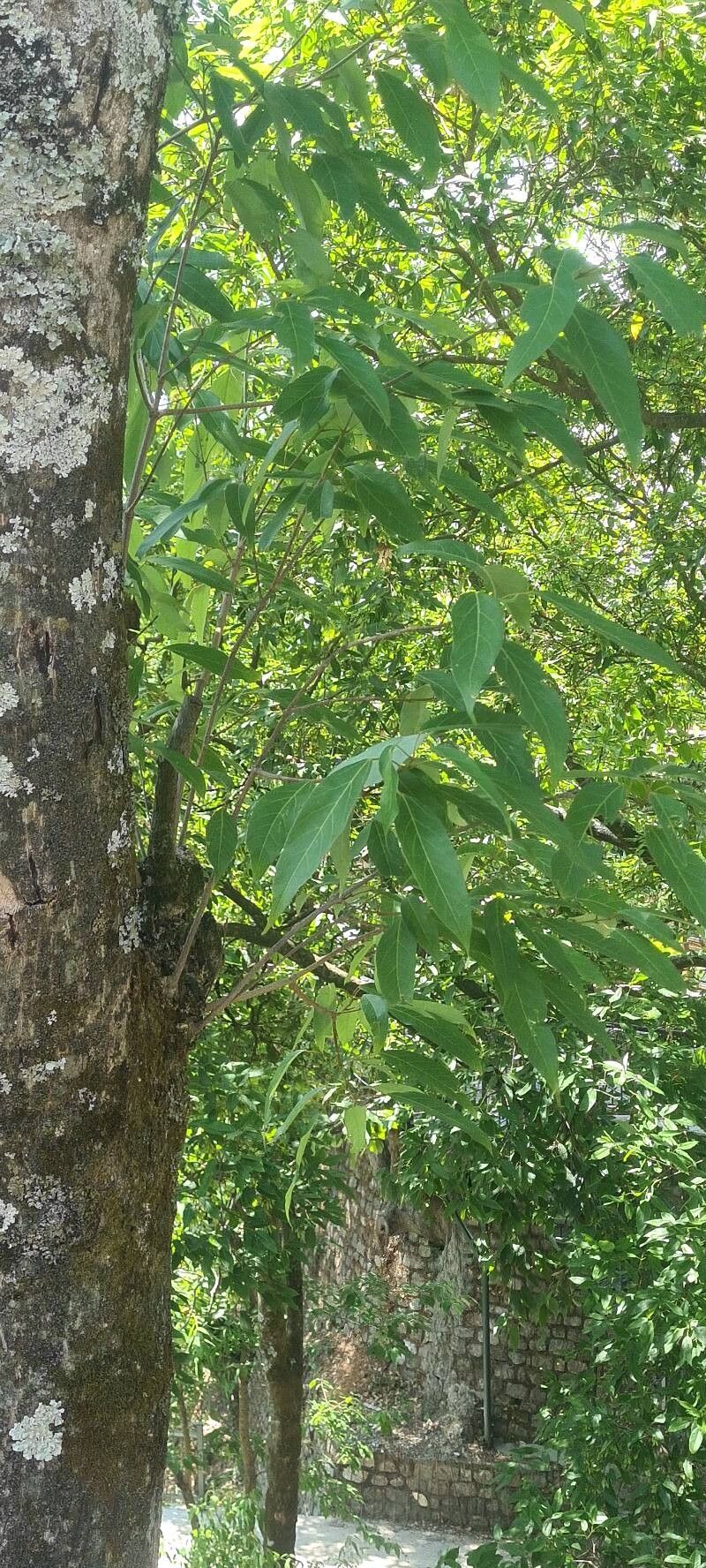Acer oblongum (Acer oblongum)