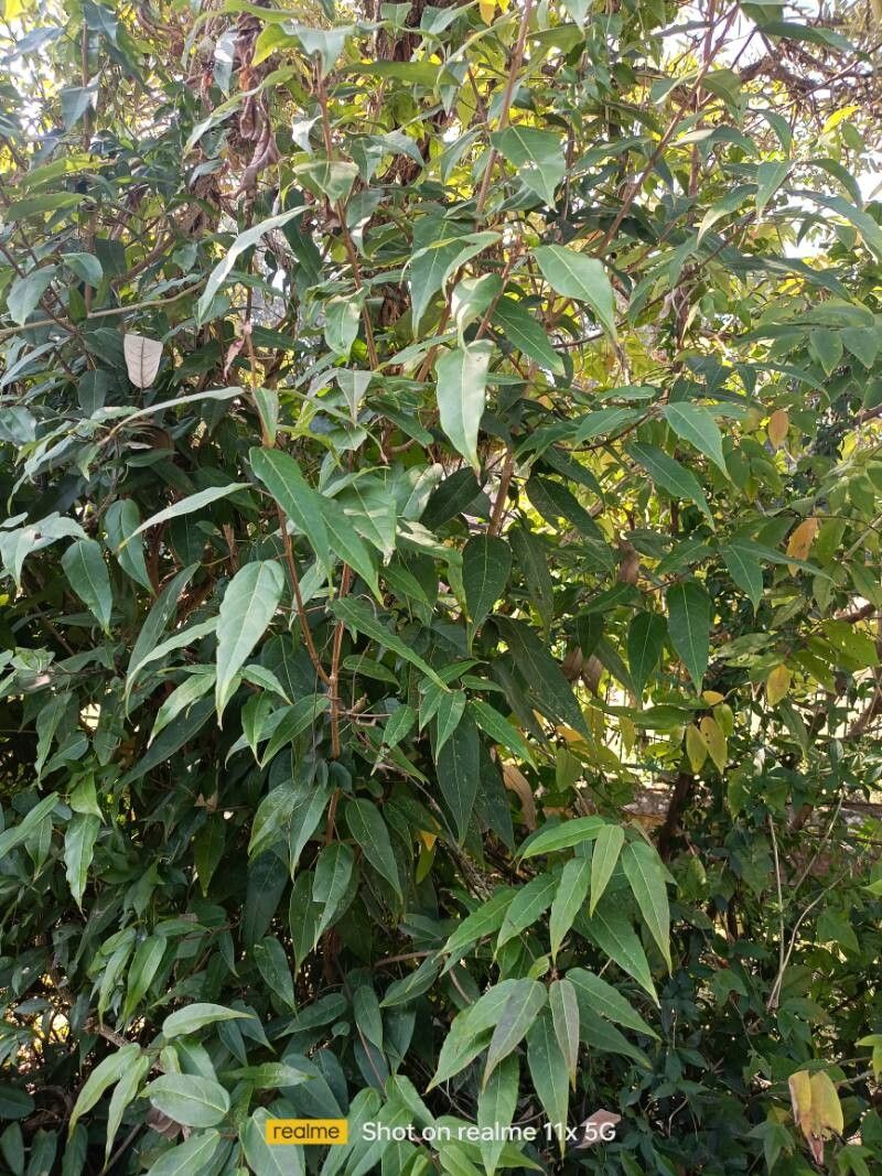 Acer oblongum (Acer oblongum)