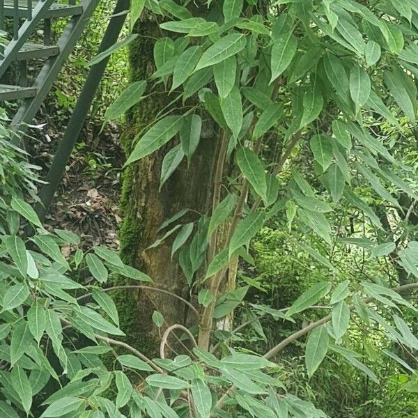 Acer oblongum (Acer oblongum)