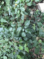 Acer oblongum (Acer oblongum)