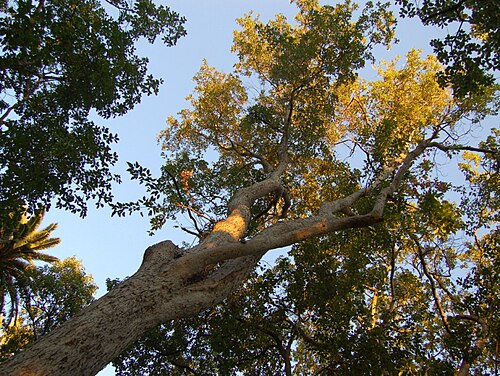 Acer oblongum: Acer oblongum - Genova Narvi, Italy