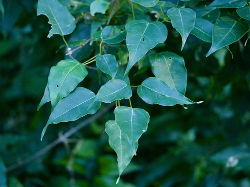 Acer oblongum (Acer oblongum)