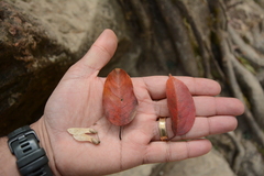 Acer oblongum (Acer oblongum)