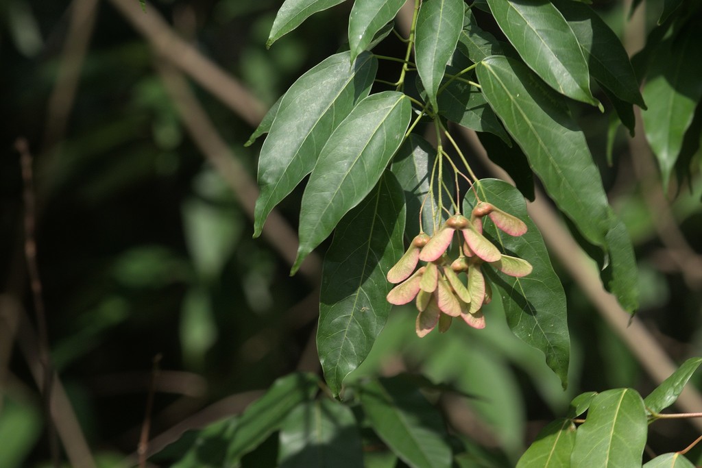 Acer oblongum (Acer oblongum)
