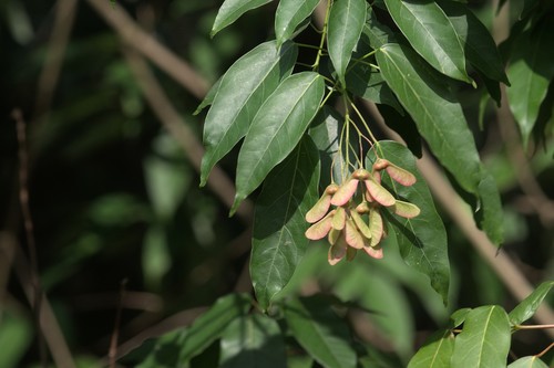 Acer oblongum (Acer oblongum)