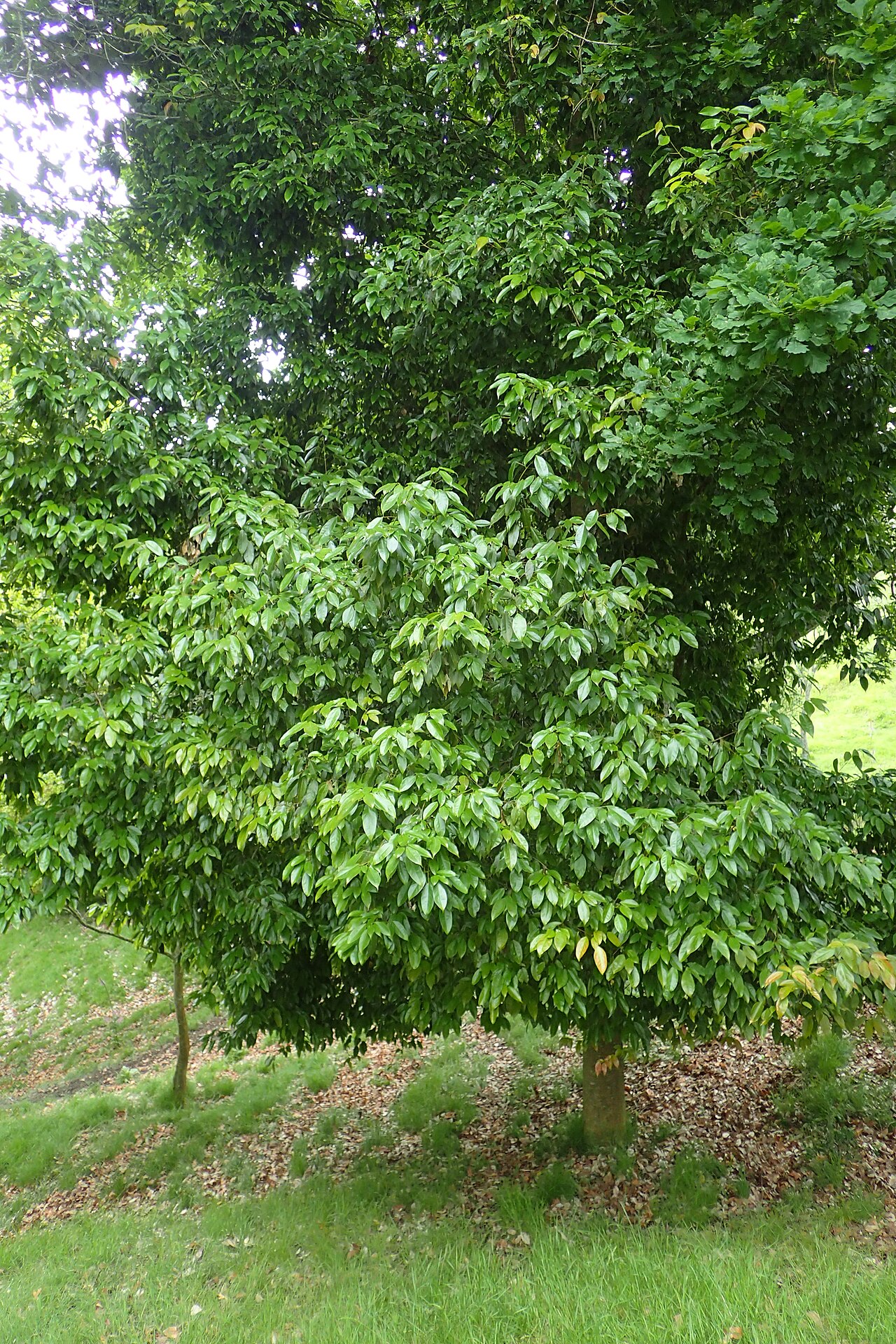 Acer oblongum: Acer oblongum in Hackfalls Arboretum, Hawkes's Bay