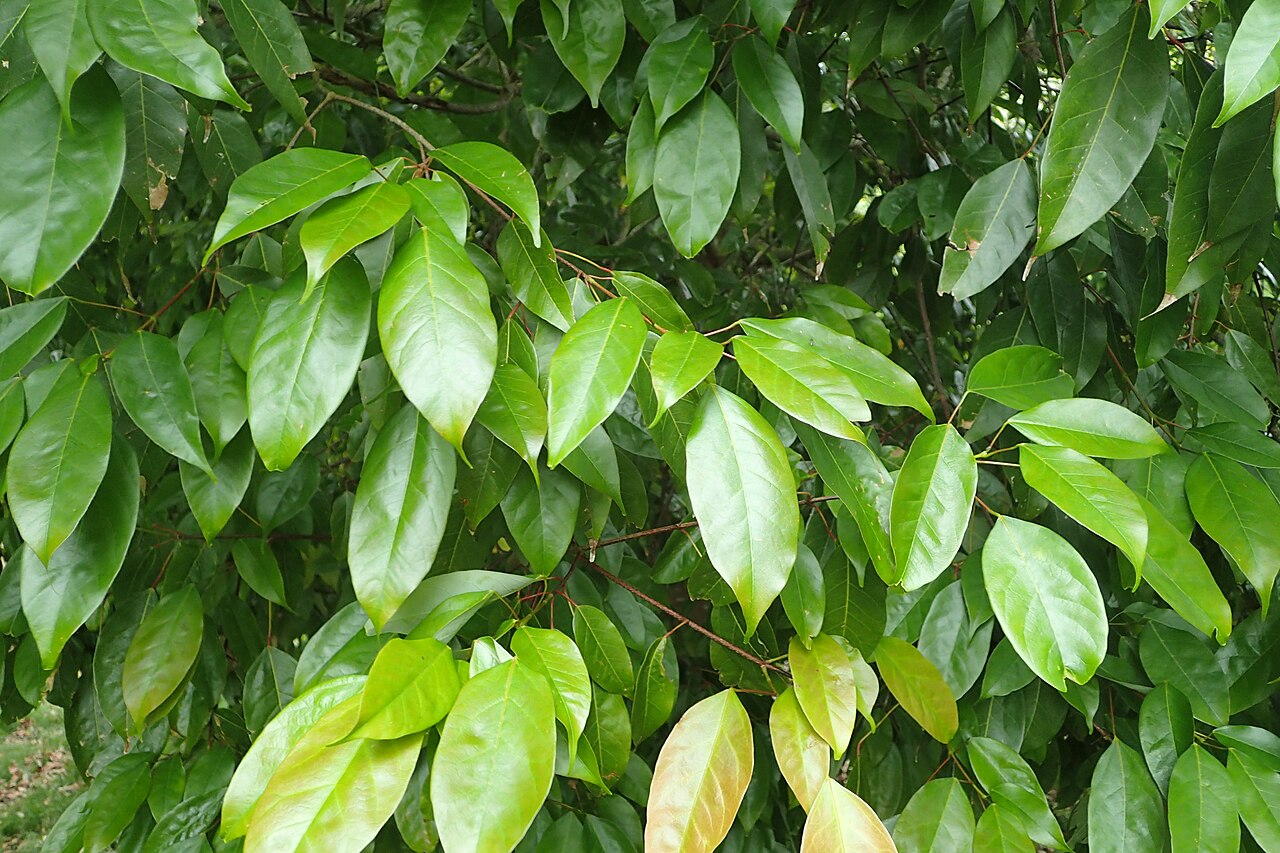 Acer oblongum: Acer oblongum in Hackfalls Arboretum, Hawkes's Bay