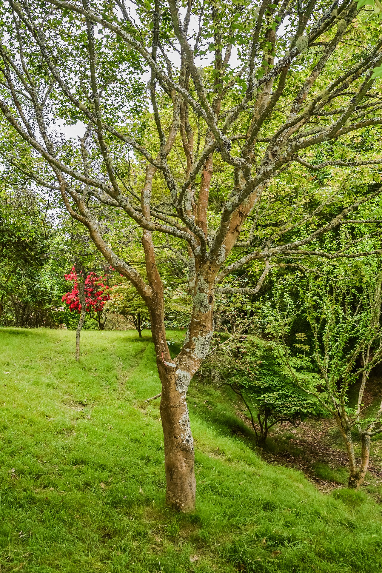 Oliver maple: Acer oliverianum in Hackfalls Arboretum, Gisborne Region, New Zealand