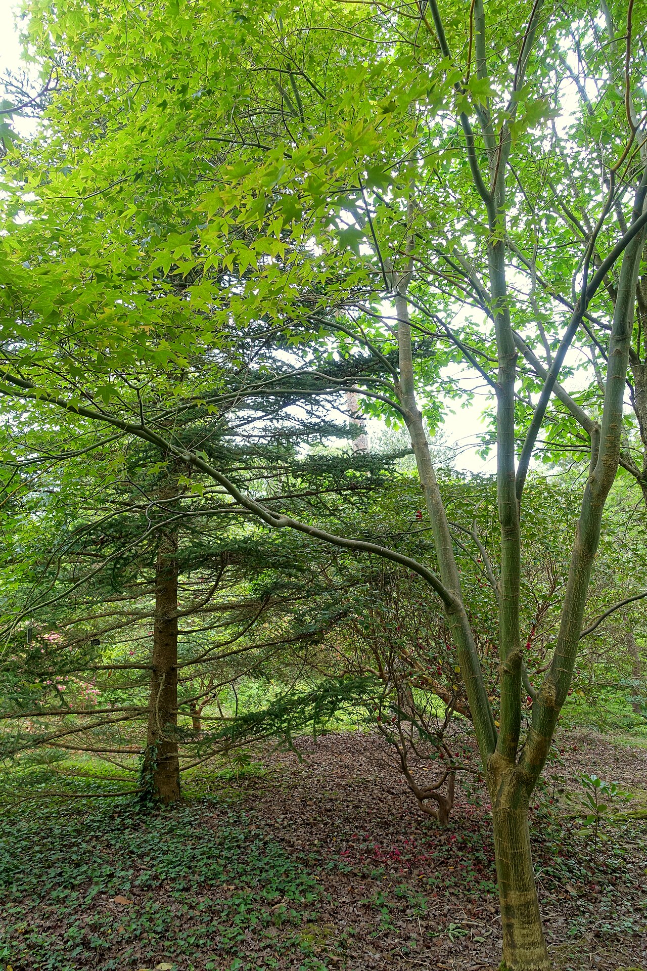 Oliver maple: Horticultural specimen in Sir Harold Hillier Gardens - Romsey, Hampshire, England.