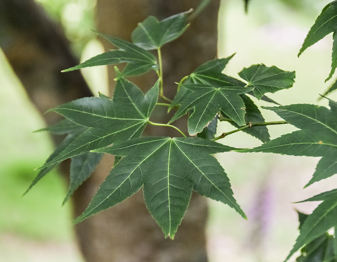 Oliver maple: Acer oliverianum subsp. formosanum in Hackfalls Arboretum, Gisborne Region, New Zealand