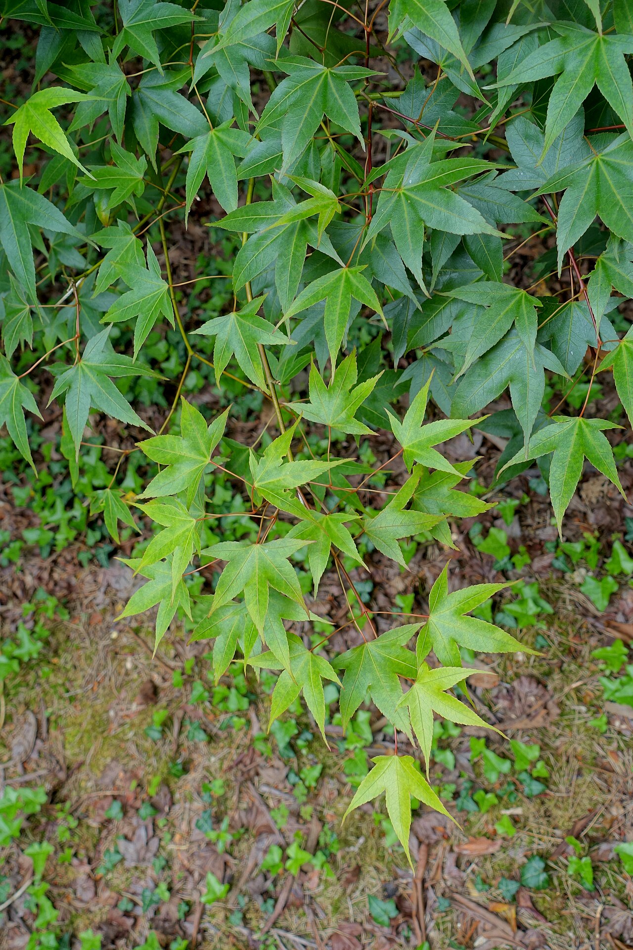 Oliver maple: Horticultural specimen in Sir Harold Hillier Gardens - Romsey, Hampshire, England.