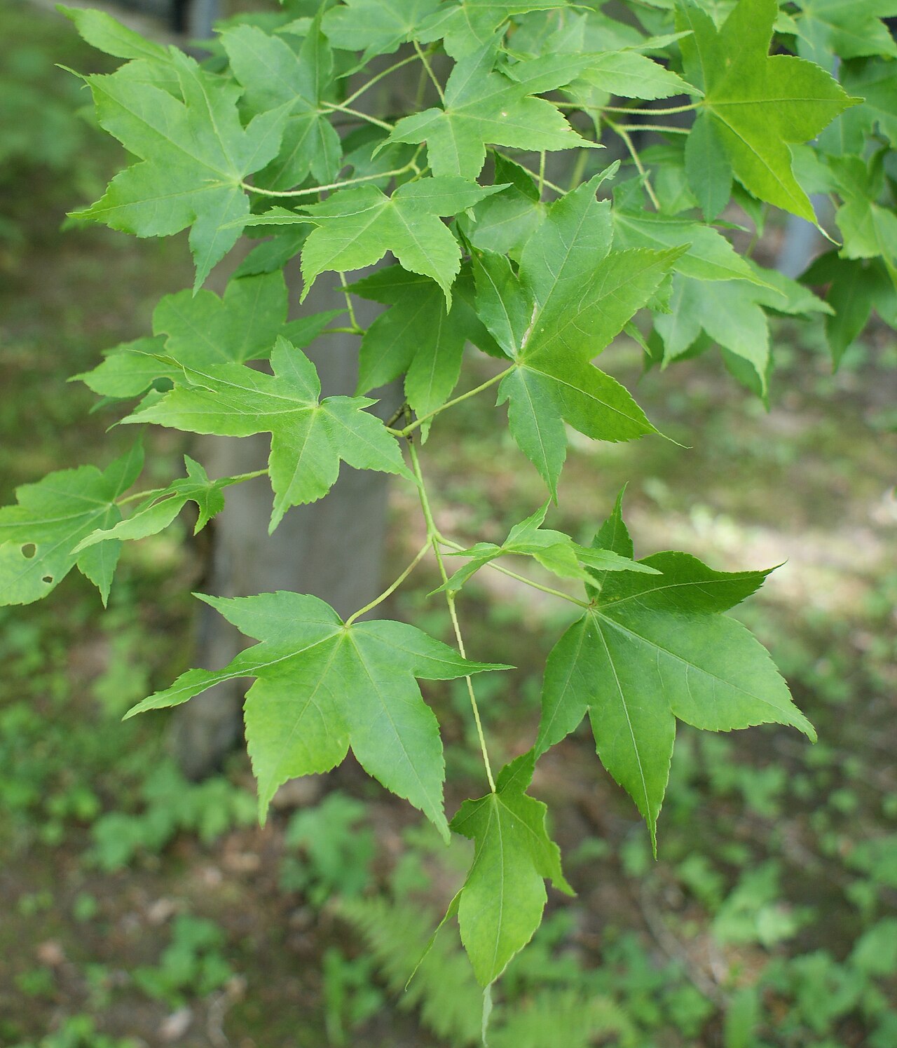 Oliver maple: Acer oliverianum, Glinna Arboretum