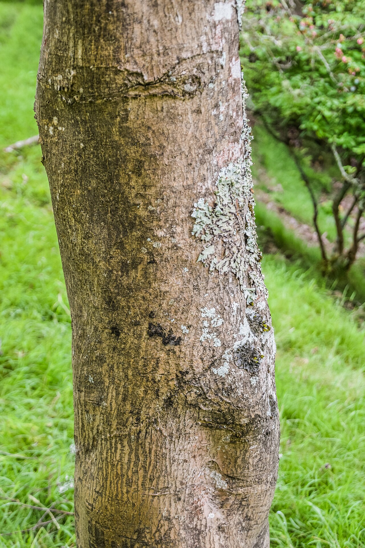 Oliver maple: Acer oliverianum in Hackfalls Arboretum, Gisborne Region, New Zealand