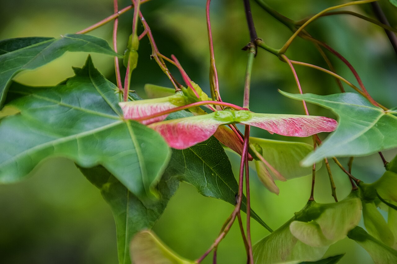 Oliver maple: Acer oliverianum in Hackfalls Arboretum, Gisborne Region, New Zealand