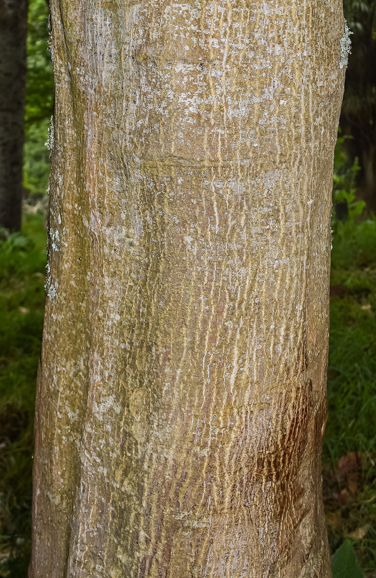 Oliver maple: Acer oliverianum subsp. formosanum in Hackfalls Arboretum, Gisborne Region, New Zealand