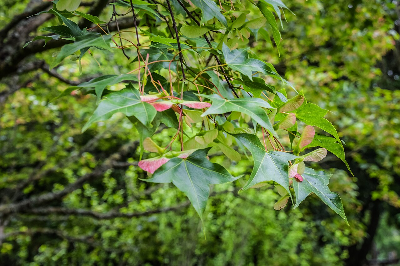 Oliver maple: Acer oliverianum in Hackfalls Arboretum, Gisborne Region, New Zealand