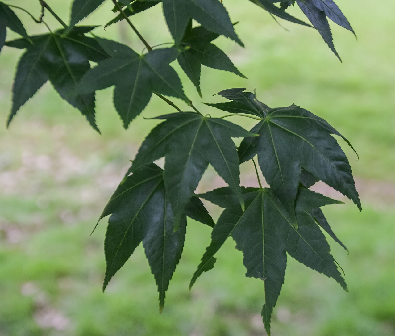 Oliver maple: Acer oliverianum subsp. formosanum in Hackfalls Arboretum, Gisborne Region, New Zealand