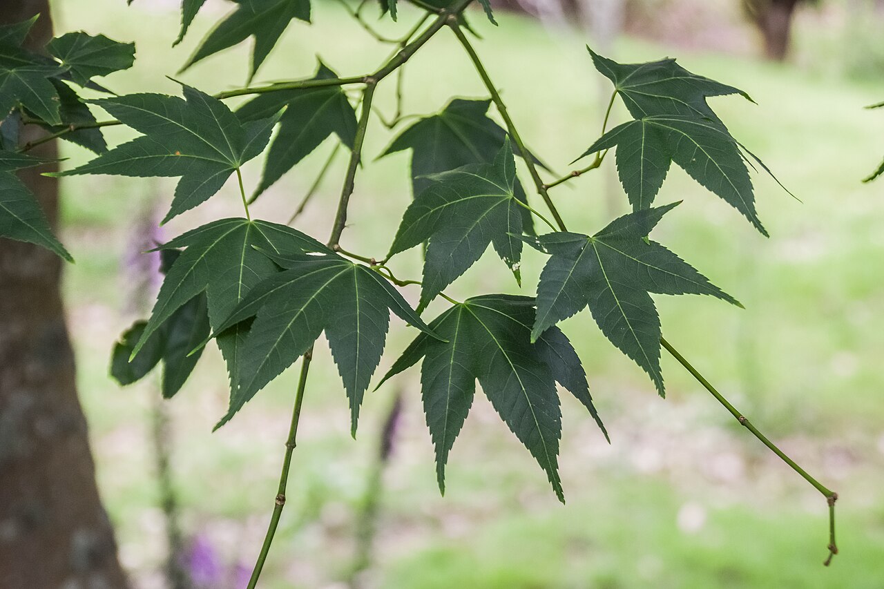 Oliver maple: Acer oliverianum subsp. formosanum in Hackfalls Arboretum, Gisborne Region, New Zealand