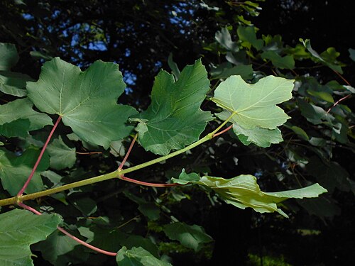 Italian maple: Acer opalus , Berlin-Dahlem Botanical Garden.