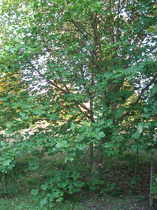 Italian maple: Acer opalus in Arboretum de La Roche-Guyon Map: 49° 5' 56" N 1° 38' 23" E