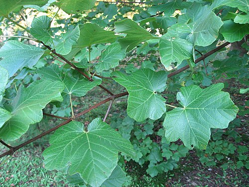Italian maple: Acer opalus in Arboretum de La Roche-Guyon Map: 49° 5' 56" N 1° 38' 23" E