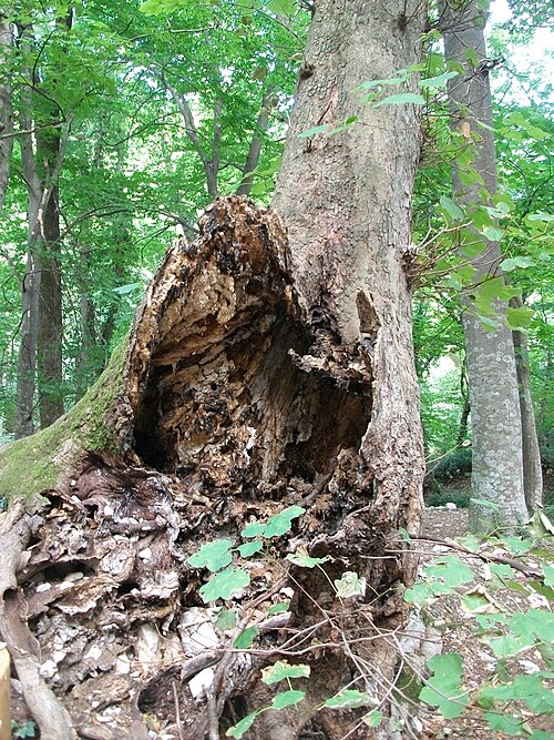 Italian maple: wound on Acer opalus subsp. obtusatum in Fonte Avellana monastery’s botanical garden