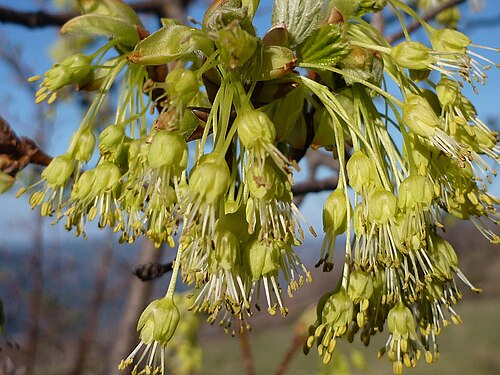Italian maple: Acer opalus . In Montcalb (Solsonès-Catalunya). At 1,400 m. altitude