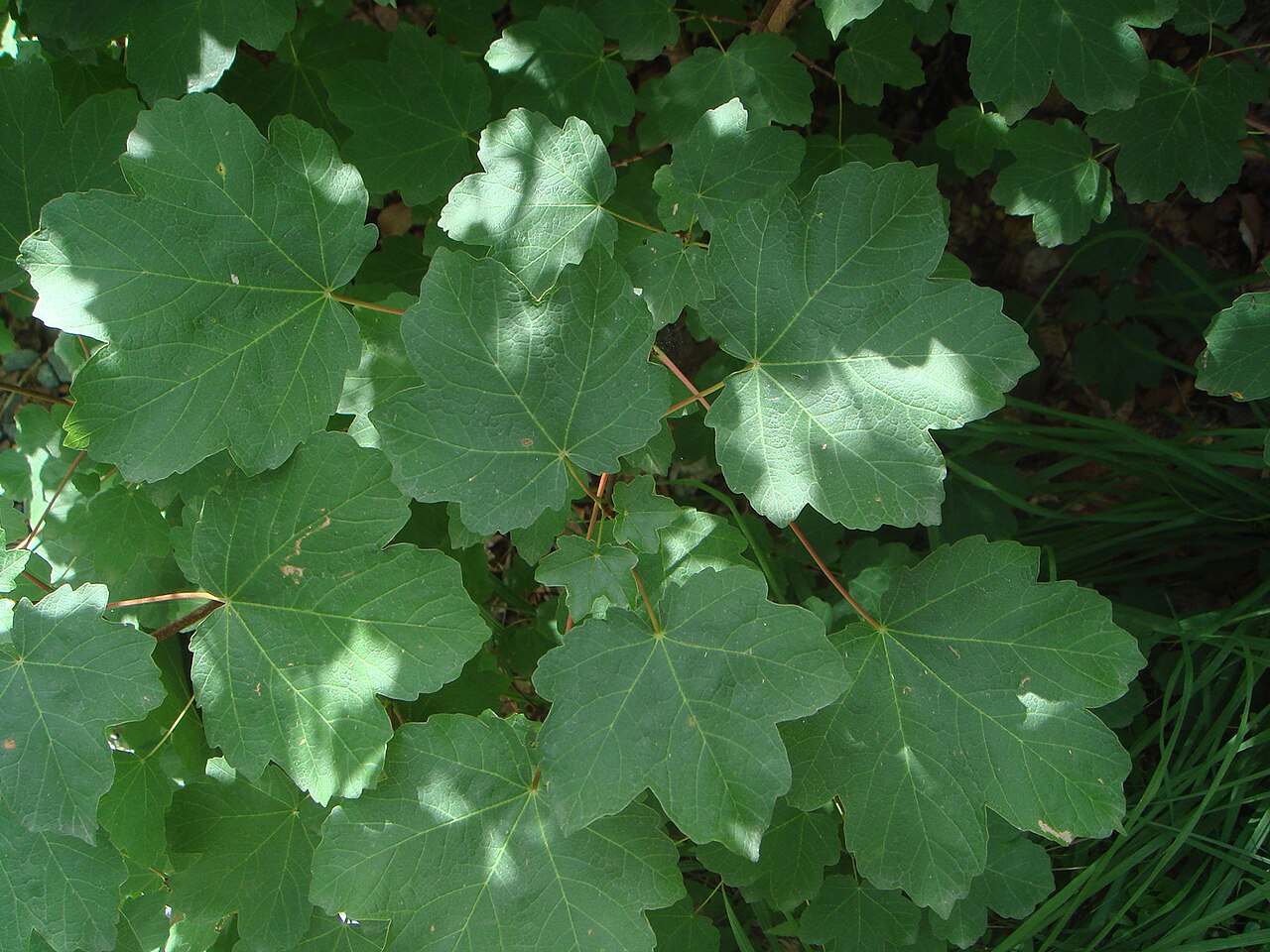 Italian maple: Acirón ( Acer opalus subsp. opalus), Valle de Añisclo, Pirineos, (Huesca), España.