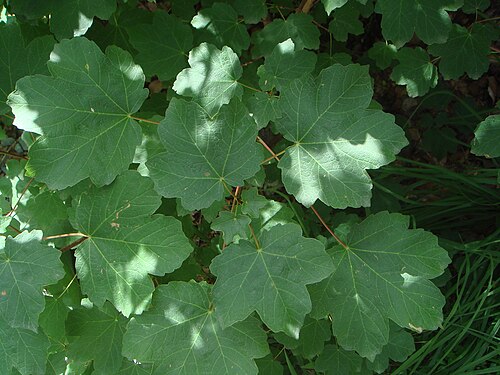 Italian maple: Acirón ( Acer opalus subsp. opalus), Valle de Añisclo, Pirineos, (Huesca), España.