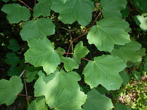 Italian maple: Acer opalus , Berlin-Dahlem Botanical Garden.