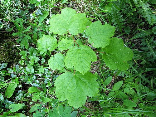 Italian maple: Acer opalus. Pládanu italianu.