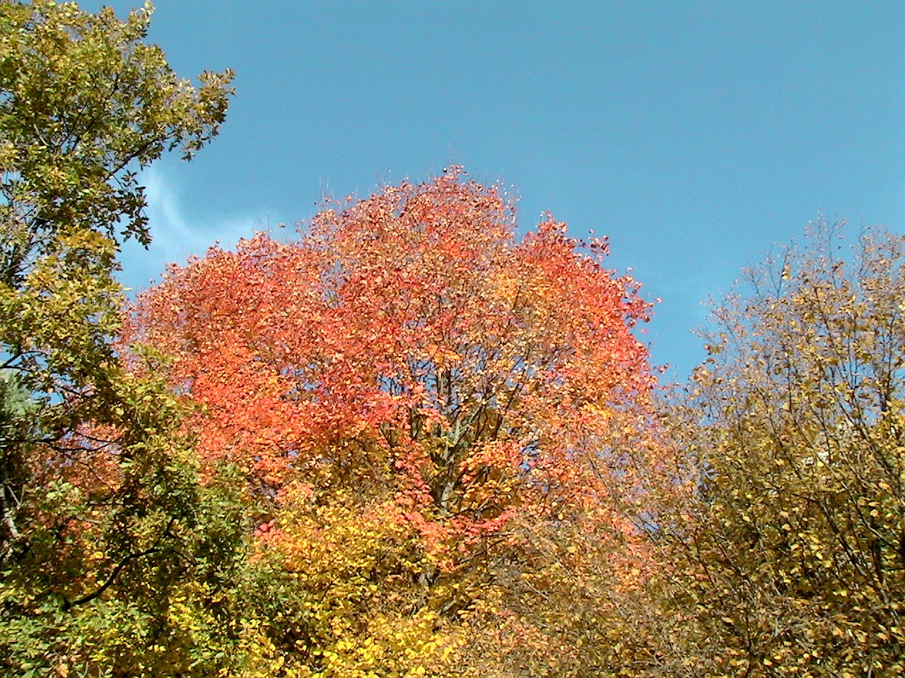 Italian maple: Acer opalus . In Queralt (Berguedà-Catalunya), at 1.310 m. altitude
