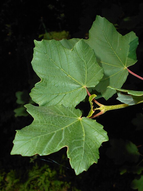 Italian maple: Acer opalus , Berlin-Dahlem Botanical Garden.