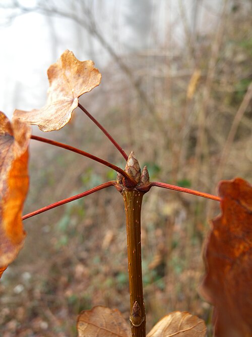 Italian maple: Buds of Acer opalus (Sapindaceae); between Ligerz and La Neuveville, Canton of Bern, Switzerland