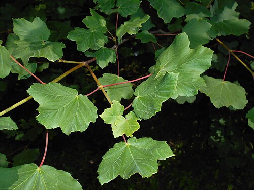 Italian maple: Acer opalus , Berlin-Dahlem Botanical Garden.