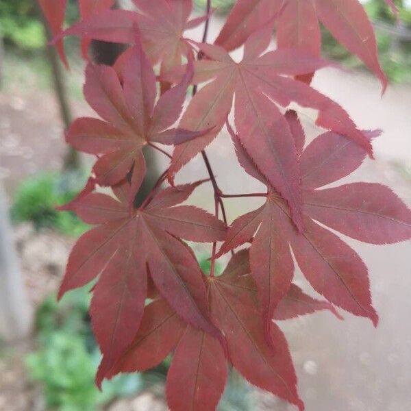 Japanese maple (Acer palmatum)