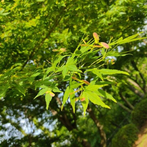 Japanese maple (Acer palmatum)