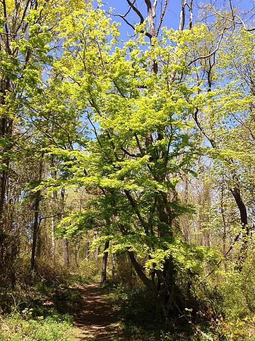 Japanese maple: Escaped Acer palmatum along the Long Path in Palisades Interstate Park on May 5th 2013