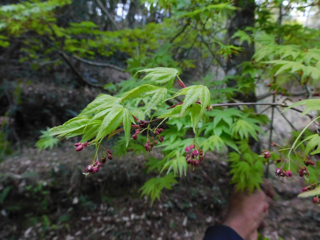 Japanese maple (Acer palmatum)