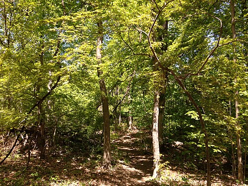Japanese maple: Escaped Acer palmatum along the Long Path in Palisades Interstate Park on May 5th 2013