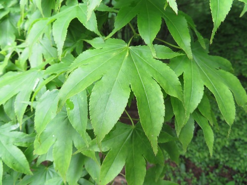 Japanese maple (Acer palmatum)