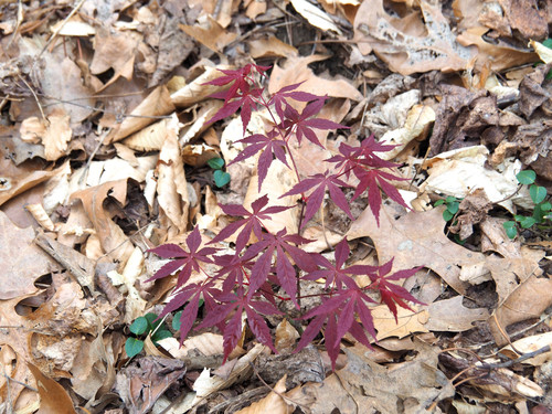 Japanese maple (Acer palmatum)