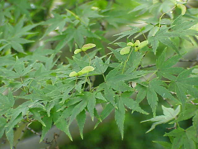 Japanese maple: Species : Acer palmatum Family : Aceraceae Image No. 1