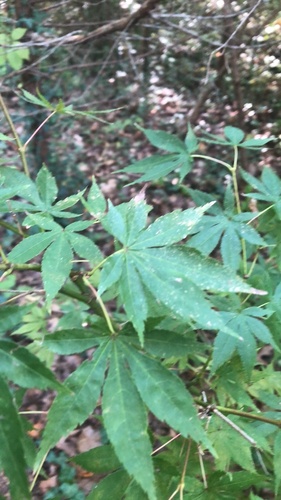 Japanese maple (Acer palmatum)